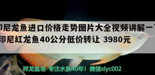 印尼龍魚進(jìn)口價格走勢圖片大全視頻講解一下(印尼紅龍魚40公分低價轉(zhuǎn)讓3980元)