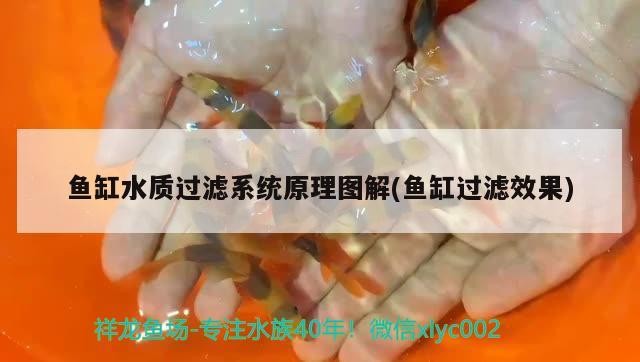魚(yú)缸水質(zhì)過(guò)濾系統(tǒng)原理圖解(魚(yú)缸過(guò)濾效果) 魚(yú)缸水質(zhì)過(guò)濾系統(tǒng)原理圖解(魚(yú)缸過(guò)濾效果) 豬鼻龜百科
