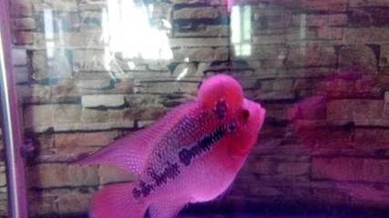 觀賞魚大尾巴大頭（具有大尾巴和大頭特點的觀賞魚）