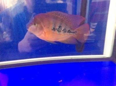 觀賞魚大尾巴大頭（具有大尾巴和大頭特點的觀賞魚）