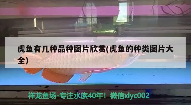虎魚有幾種品種圖片欣賞(虎魚的種類圖片大全) 虎魚有幾種品種圖片欣賞(虎魚的種類圖片大全) 虎魚百科