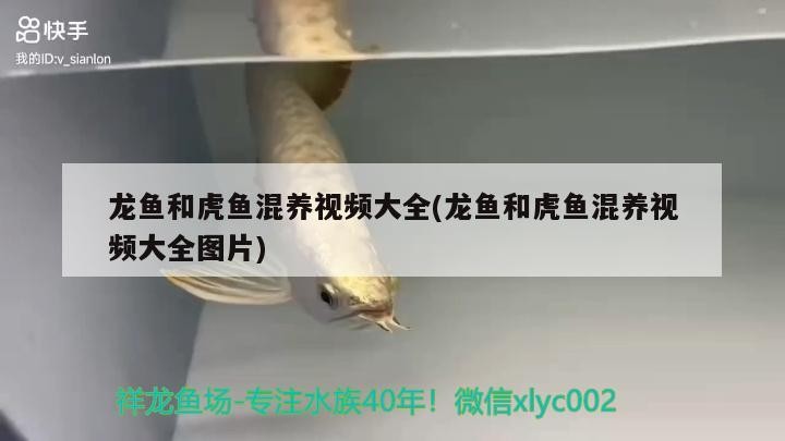 龍魚和虎魚混養視頻大全(龍魚和虎魚混養視頻大全圖片)