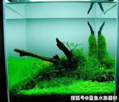 大型生態(tài)魚(yú)缸造景墻：大型生態(tài)魚(yú)缸造景墻是一種集美觀和實(shí)用性于一體的裝飾方案 大型生態(tài)魚(yú)缸造景墻：大型生態(tài)魚(yú)缸造景墻是一種集美觀和實(shí)用性于一體的裝飾方案 魚(yú)缸百科 第1張