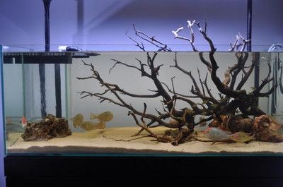 大型生態(tài)魚(yú)缸造景墻：大型生態(tài)魚(yú)缸造景墻是一種集美觀和實(shí)用性于一體的裝飾方案 大型生態(tài)魚(yú)缸造景墻：大型生態(tài)魚(yú)缸造景墻是一種集美觀和實(shí)用性于一體的裝飾方案 魚(yú)缸百科 第3張