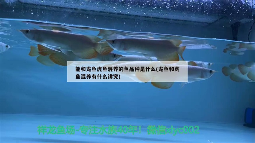 能和龍魚虎魚混養(yǎng)的魚品種是什么(龍魚和虎魚混養(yǎng)有什么講究)