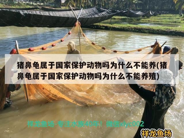 豬鼻龜屬于國家保護動物嗎為什么不能養(豬鼻龜屬于國家保護動物嗎為什么不能養殖) 豬鼻龜屬于國家保護動物嗎為什么不能養(豬鼻龜屬于國家保護動物嗎為什么不能養殖) 豬鼻龜百科