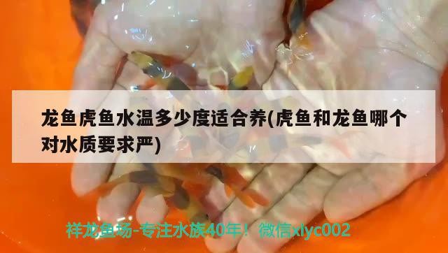 龍魚虎魚水溫多少度適合養(yǎng)(虎魚和龍魚哪個對水質(zhì)要求嚴)