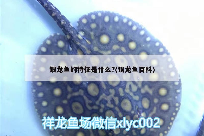 銀龍魚的特征是什么?(銀龍魚百科) 銀龍魚的特征是什么?(銀龍魚百科) 銀龍魚百科 第1張
