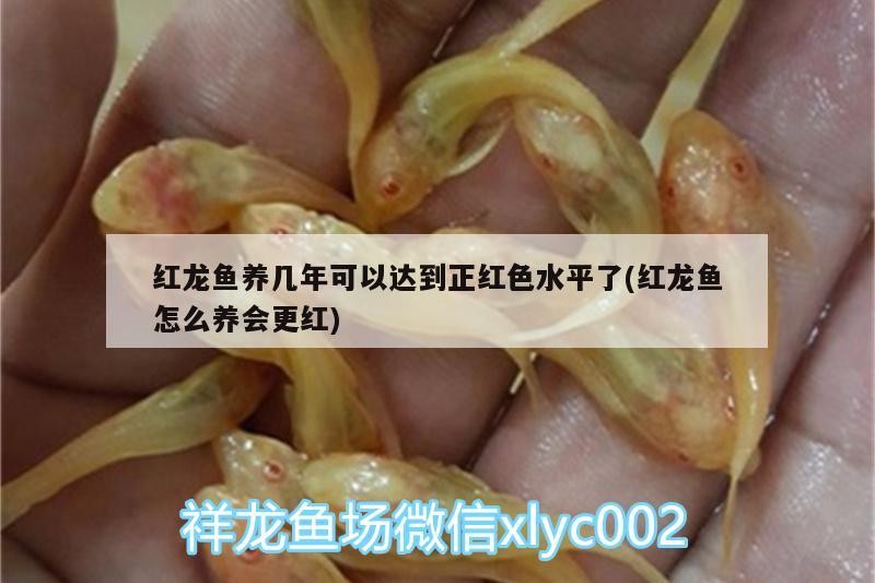 銀龍魚的特征是什么?(銀龍魚百科) 銀龍魚的特征是什么?(銀龍魚百科) 銀龍魚百科 第2張