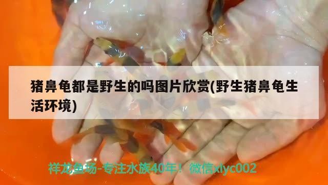 豬鼻龜都是野生的嗎圖片欣賞(野生豬鼻龜生活環境)