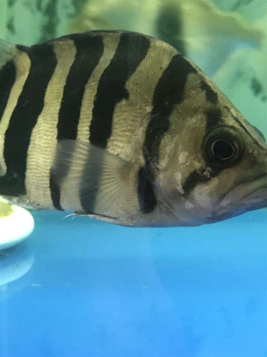 廣州水族館這虎魚鰓蓋上是什么病？