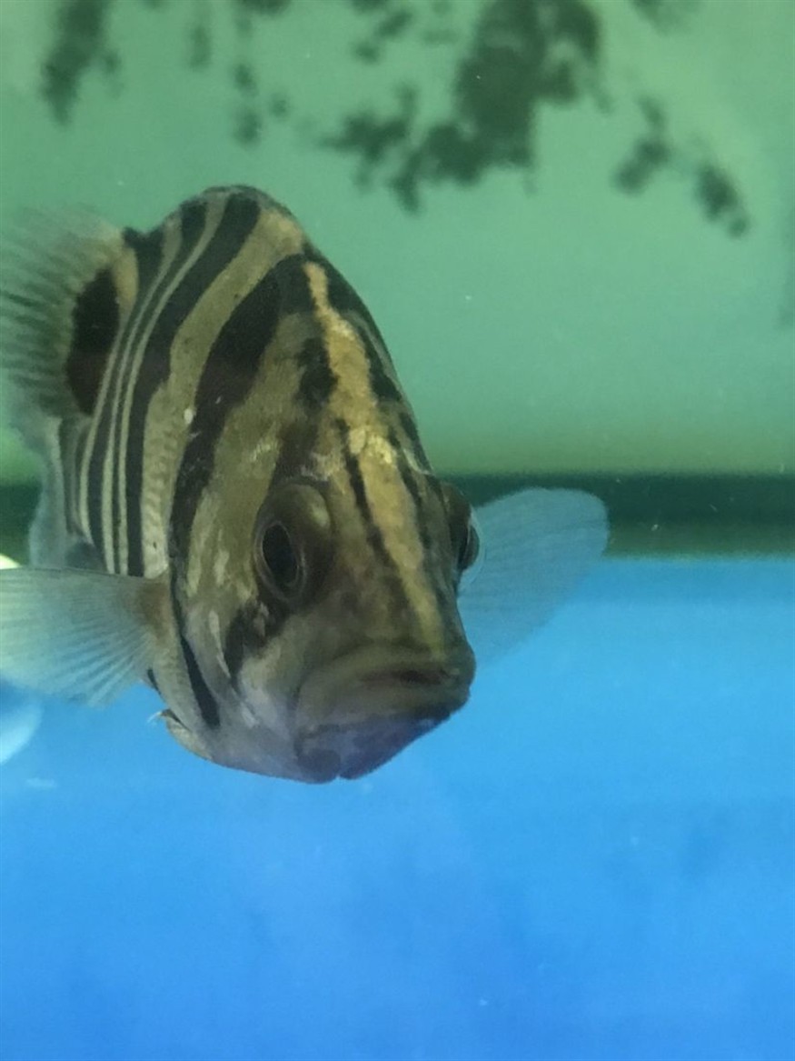 廣州水族館這虎魚鰓蓋上是什么病？