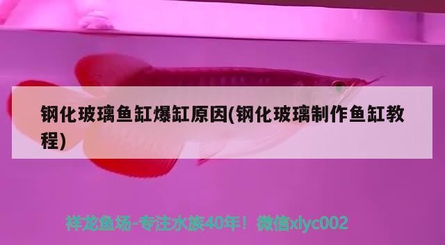 鋼化玻璃魚缸爆缸原因(鋼化玻璃制作魚缸教程) 鋼化玻璃魚缸爆缸原因(鋼化玻璃制作魚缸教程) 豬鼻龜百科