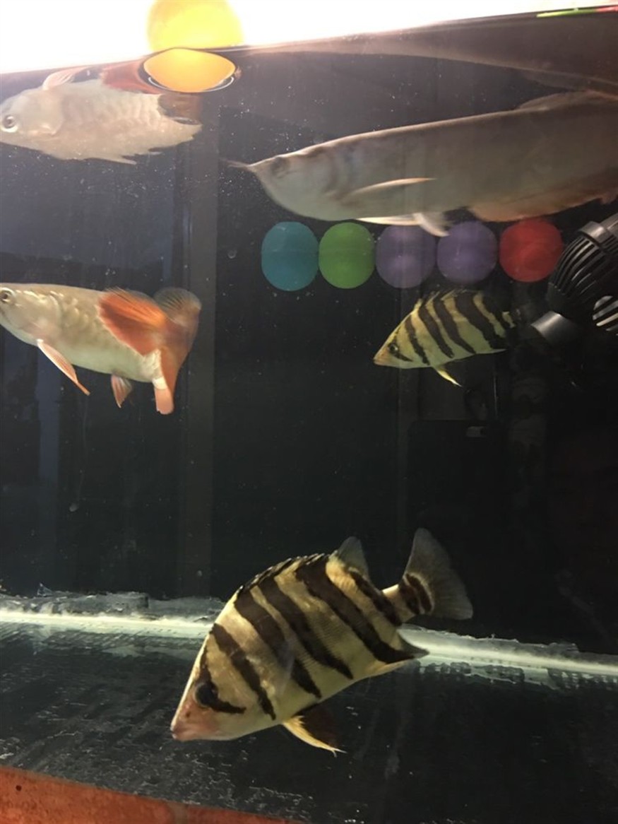 揭陽水族館虎魚不吃食