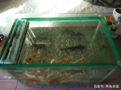 玻璃膠做魚缸教學視頻：如何使用玻璃膠制作魚缸