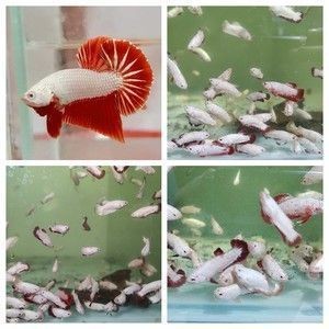 紅龍魚展會尋找優質魚苗：參加紅龍魚展會是一個尋找優質魚苗的好方法