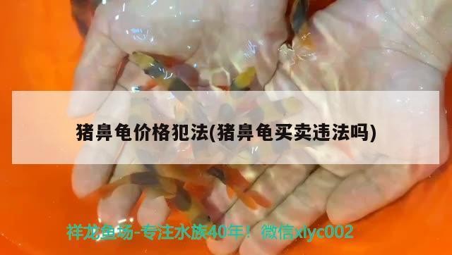 豬鼻龜價格犯法(豬鼻龜買賣違法嗎) 豬鼻龜價格犯法(豬鼻龜買賣違法嗎) 豬鼻龜百科