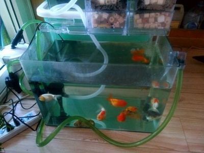 超白魚缸養什么魚比較好：超白魚缸的選擇