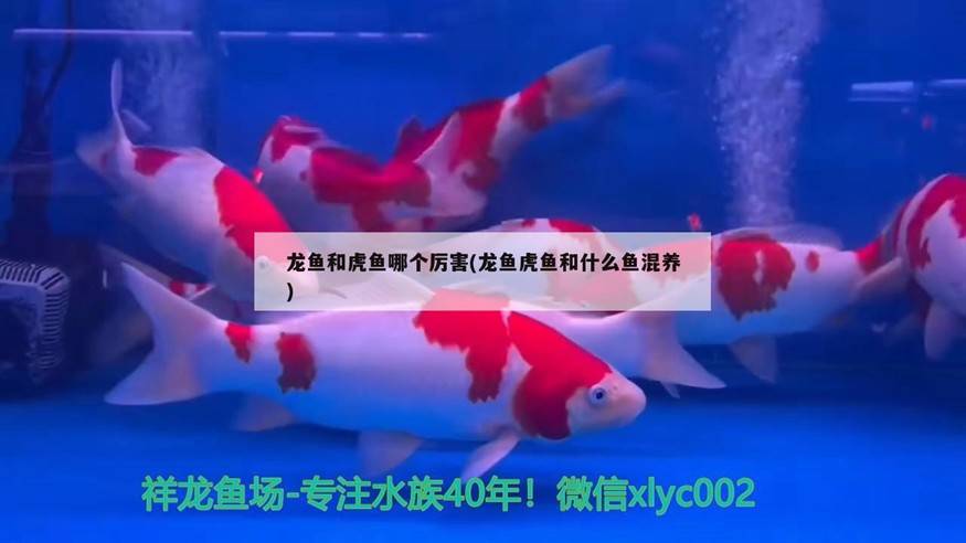 龍魚和虎魚哪個厲害(龍魚虎魚和什么魚混養)