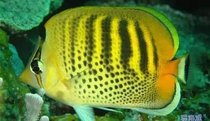 虎紋碟海水魚淡化飼養技巧，虎紋碟海水魚淡化飼養方法：虎紋碟是一種熱帶海洋觀賞魚