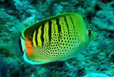 虎紋碟海水魚淡化飼養技巧，虎紋碟海水魚淡化飼養方法：虎紋碟是一種熱帶海洋觀賞魚