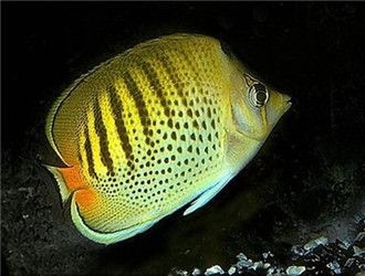 虎紋碟海水魚淡化飼養技巧，虎紋碟海水魚淡化飼養方法：虎紋碟是一種熱帶海洋觀賞魚