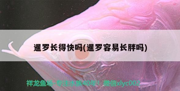 暹羅長得快嗎(暹羅容易長胖嗎)
