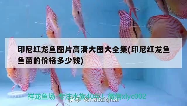 印尼紅龍魚圖片高清大圖大全集(印尼紅龍魚魚苗的價格多少錢)