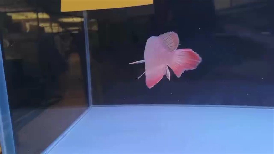 這是紅龍？[haha][haha][haha] 這是紅龍？[haha][haha][haha] 龍魚論壇
