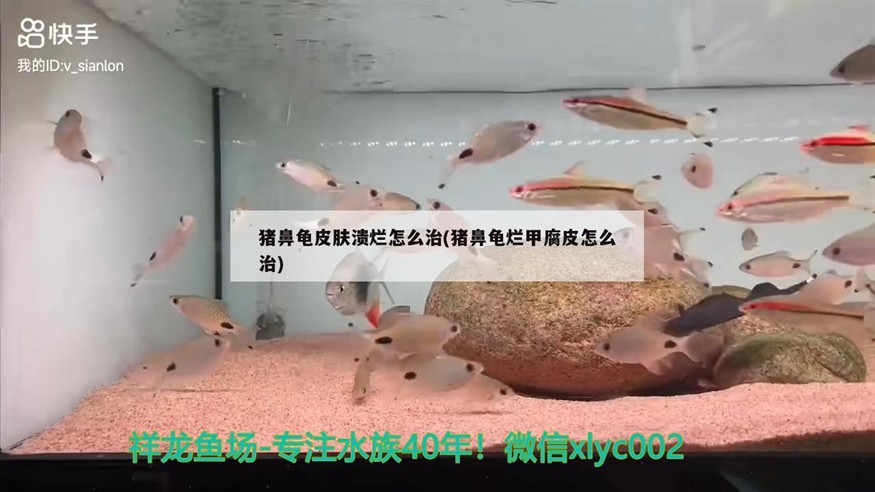 豬鼻龜皮膚潰爛怎么治(豬鼻龜爛甲腐皮怎么治)