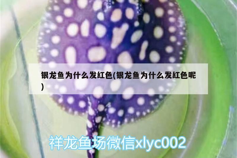 銀龍魚為什么發(fā)紅色(銀龍魚為什么發(fā)紅色呢)