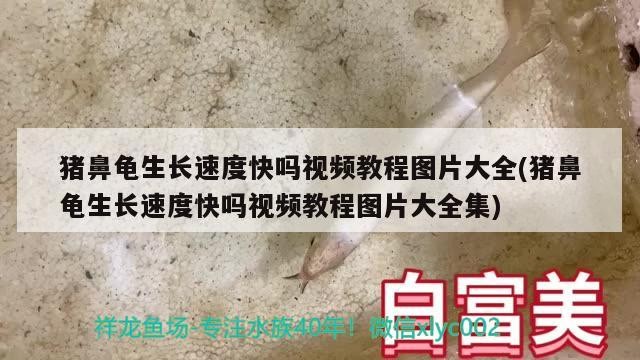 豬鼻龜生長(zhǎng)速度快嗎視頻教程圖片大全(豬鼻龜生長(zhǎng)速度快嗎視頻教程圖片大全集)