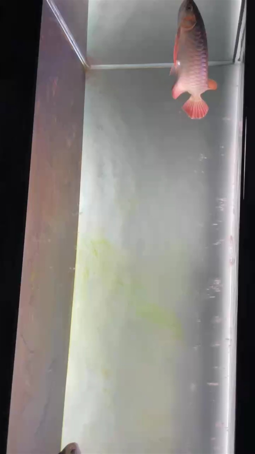 飼養4個月留檔
