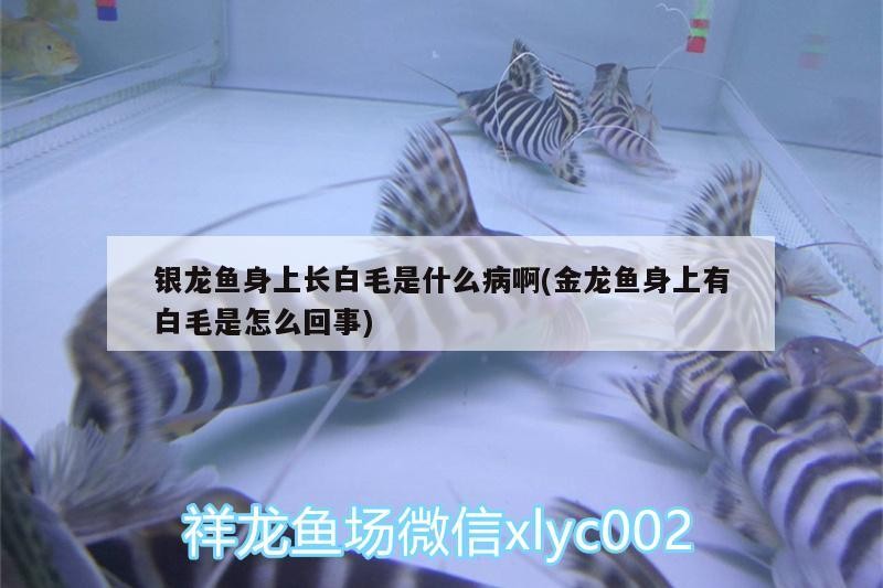 銀龍魚身上長白毛是什么病啊(金龍魚身上有白毛是怎么回事)