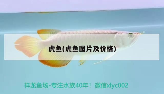虎魚(虎魚圖片及價(jià)格)