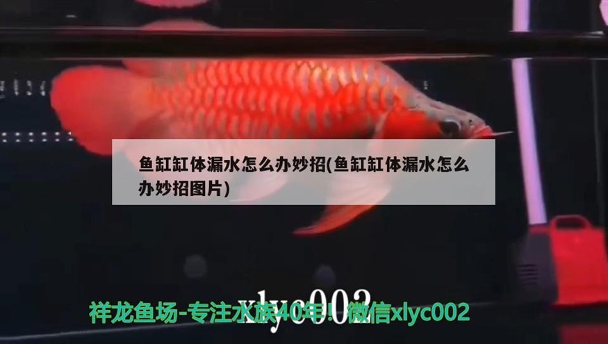 魚缸缸體漏水怎么辦妙招(魚缸缸體漏水怎么辦妙招圖片)