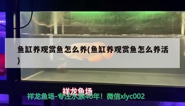 魚缸養觀賞魚怎么養(魚缸養觀賞魚怎么養活)