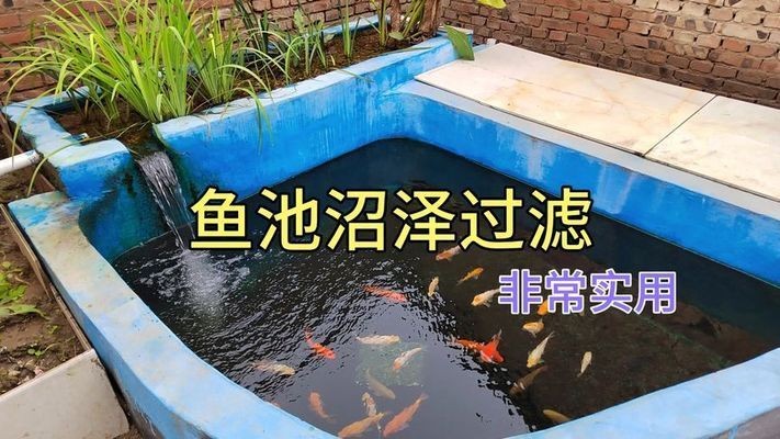 大水缸做魚缸沼澤過濾 大水缸做魚缸沼澤過濾 魚缸百科 第3張