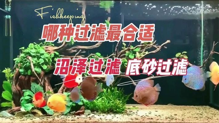大水缸做魚缸沼澤過濾 大水缸做魚缸沼澤過濾 魚缸百科 第4張