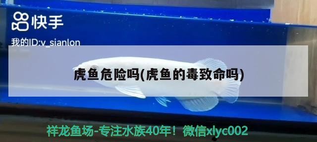 虎魚危險嗎(虎魚的毒致命嗎)