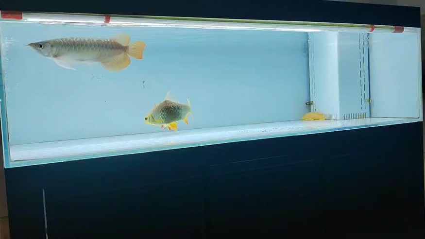 喂魚了，盆友圈