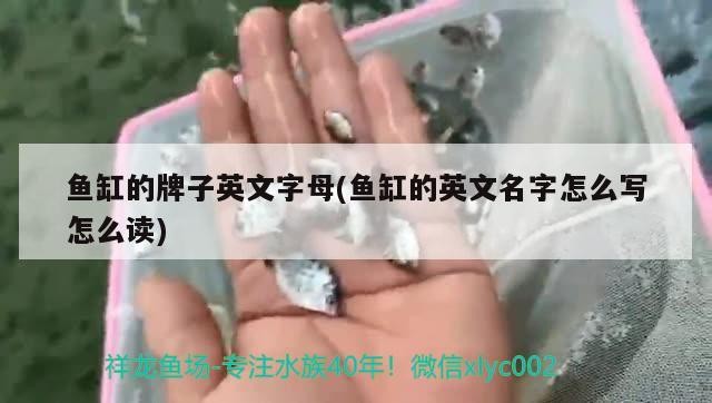 魚(yú)缸多大好看，魚(yú)缸多大好看圖片