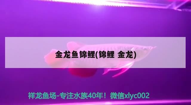 魚(yú)缸多大好看，魚(yú)缸多大好看圖片