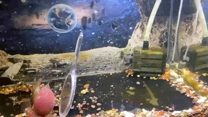 龍魚干蝦有營養嗎 小暴脾氣 龍魚論壇 小暴脾氣 小暴脾氣 龍魚論壇