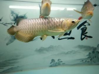金龍魚的魚食怎么做
