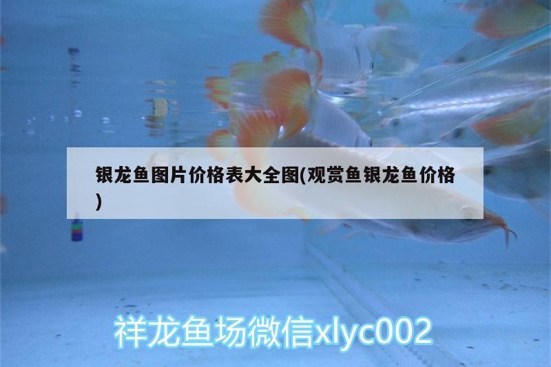 紅龍魚 銀龍魚圖片價格表大全圖(觀賞魚銀龍魚價格) 銀龍魚百科 銀龍魚圖片價格表大全圖(觀賞魚銀龍魚價格) 銀龍魚圖片價格表大全圖(觀賞魚銀龍魚價格) 銀龍魚百科