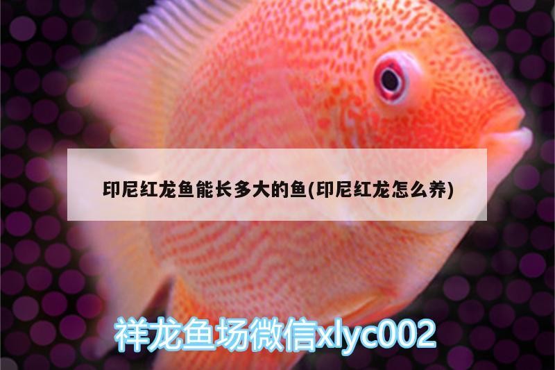 印尼紅龍魚能長多大的魚(印尼紅龍怎么養)
