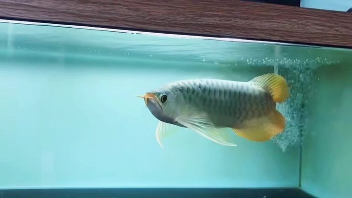 萬隆天王紅龍魚：萬隆天王紅龍魚價格