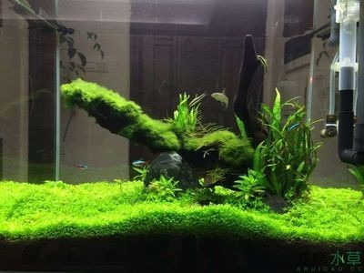 100魚缸造景：100魚缸造景可以選擇夜光石作為裝飾材料 100魚缸造景：100魚缸造景可以選擇夜光石作為裝飾材料 魚缸百科 第1張