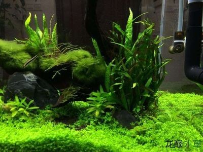 100魚缸造景：100魚缸造景可以選擇夜光石作為裝飾材料 100魚缸造景：100魚缸造景可以選擇夜光石作為裝飾材料 魚缸百科 第2張
